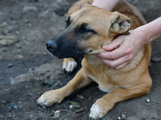 Adoption Uka