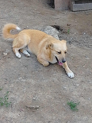 Adopter Ulie