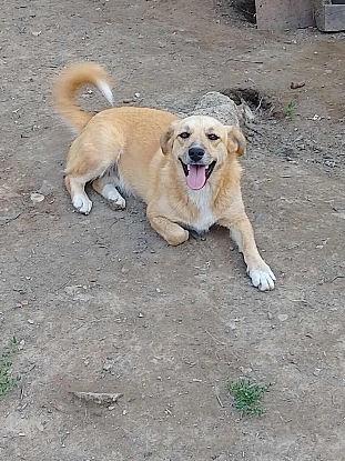 Adopter Ulie