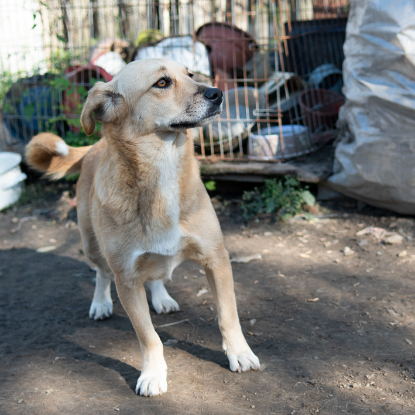 Adoption Ulie