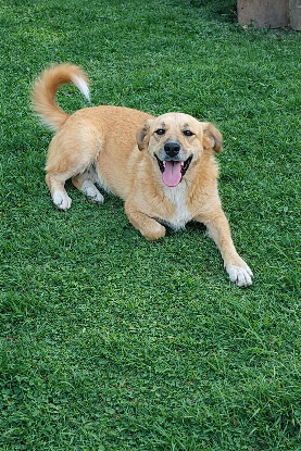 Adopter Ulie