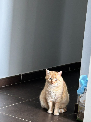 Image Une famille d'accueil longue durée pour 2 chats