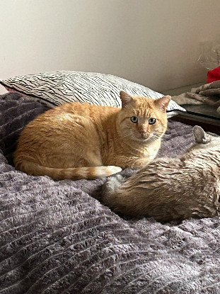 Image Une famille d'accueil longue durée pour 2 chats