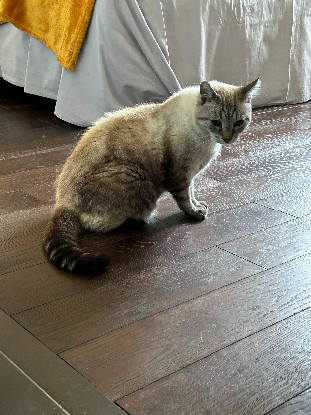 Image Une famille d'accueil longue durée pour 2 chats