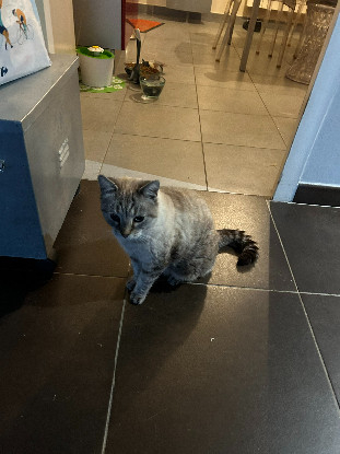 Une famille d'accueil longue durée pour 2 chats