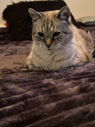 Une famille d'accueil longue durée pour 2 chats