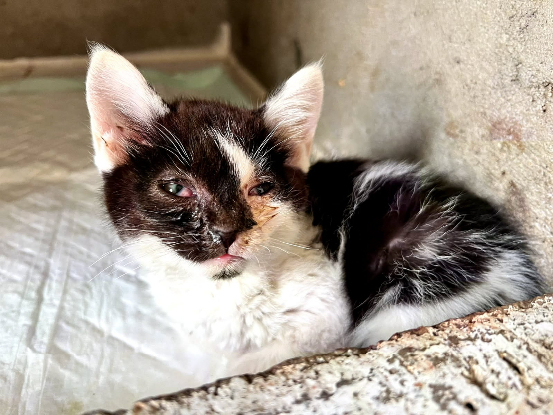 Urgence chaton