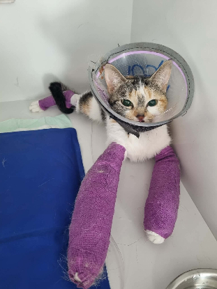 Urgence famille d'accueil post opératoire pour chat