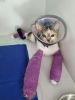 Urgence famille d'accueil post opératoire pour chat