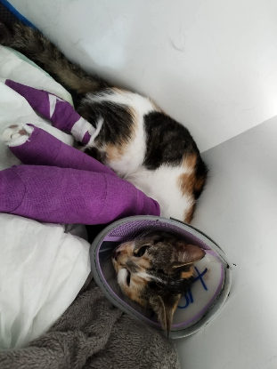 Image Urgence famille d'accueil post opératoire pour chat