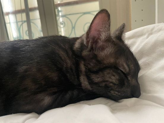 Image URGENCE recherche famille d'accueil pour un jeune chat