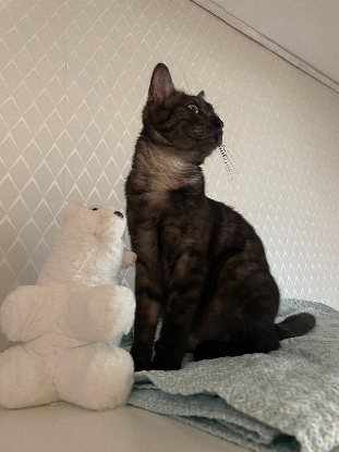 Image URGENCE recherche famille d'accueil pour un jeune chat