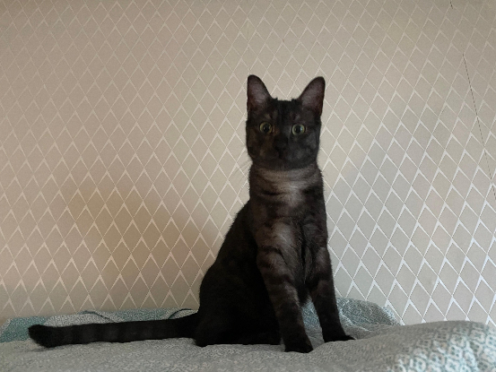 URGENCE recherche famille d'accueil pour un jeune chat