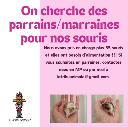 URGENT /!\ Besoin d’alimentation pour souris !!