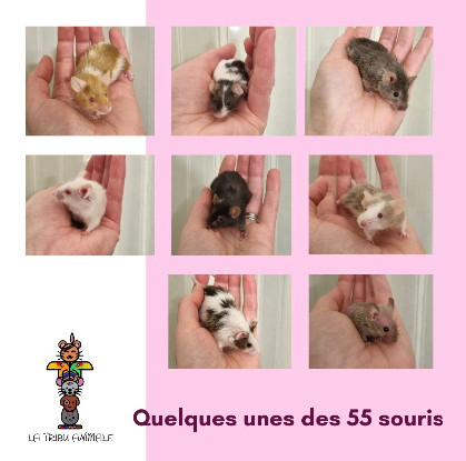 Image URGENT /!\ Besoin d’alimentation pour souris !!