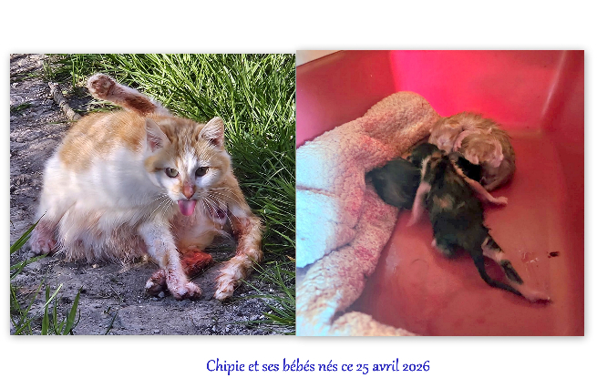 Image Urgent Famille d'accueil