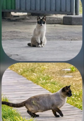 Urgent / Recherche Famille d’Accueil