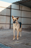 Adopter  chien : Vendie