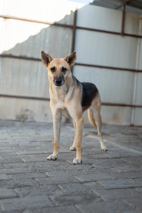 Adopter Vendie