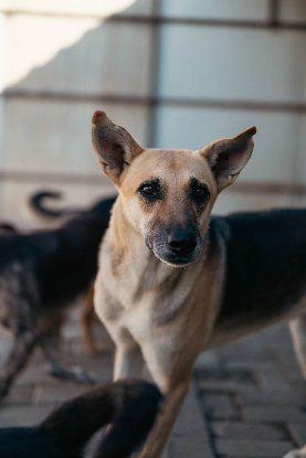Adopter Vendie