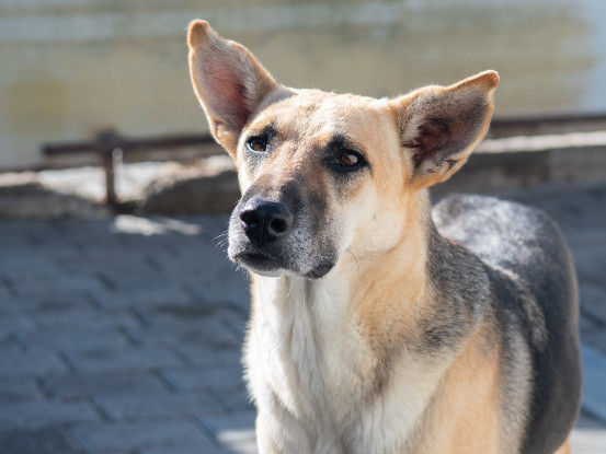 Adoption Vendie
