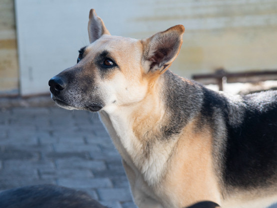 Adoption Vendie