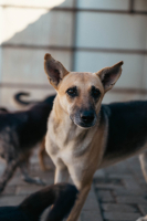 Adopter  chien : Vendie