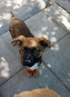 Adopter  chien : Victor