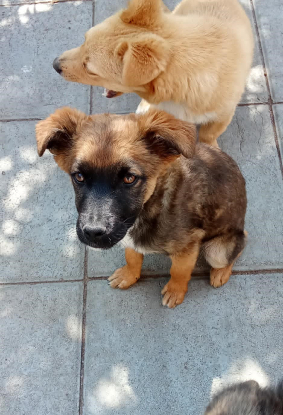Adopter Victor