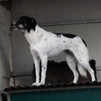 Adopter  chien : Victoria