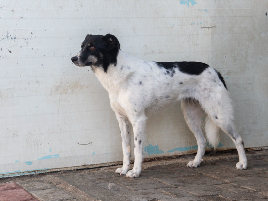 Adopter Victoria