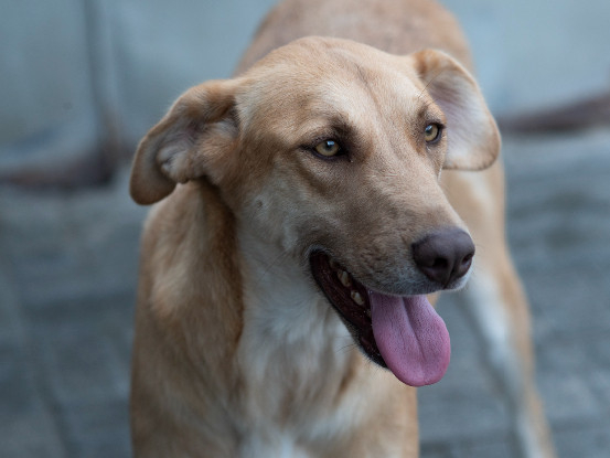 Adoption Xendra