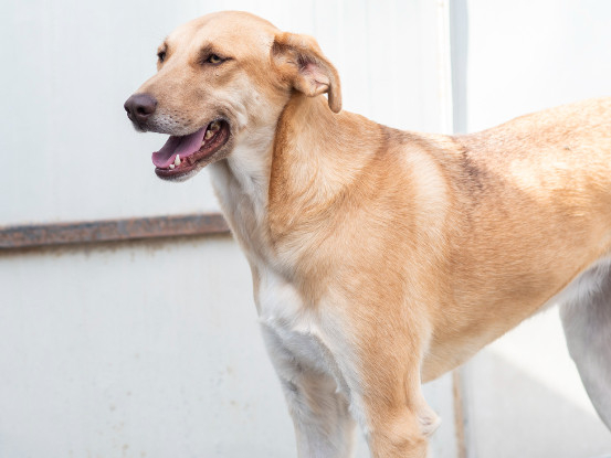 Adoption Xendra