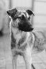 Zazie
