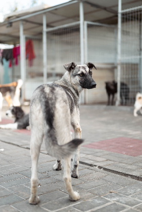 Adopter Zazie