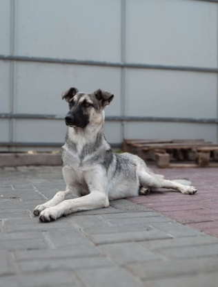 Adoption Zazie
