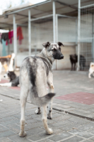 Adopter  chien : Zazie