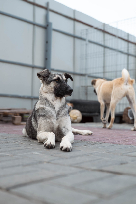 Adopter Zazie