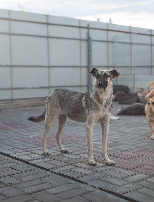 Adoption Zazie