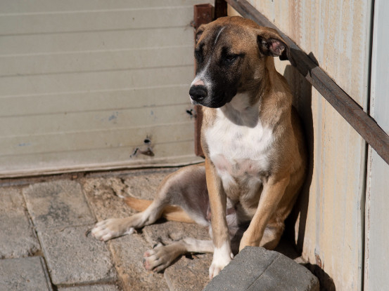 Adopter Zelda