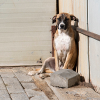 Adopter  chien : Zelda