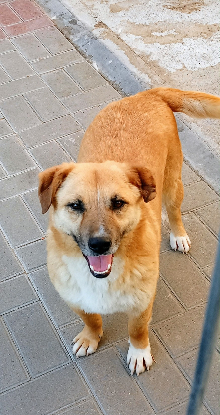 Adopter Zino