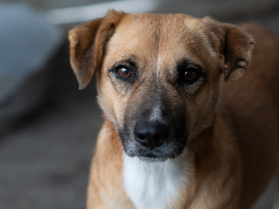 Adoption Zino