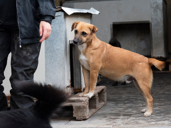 Adoption Zino