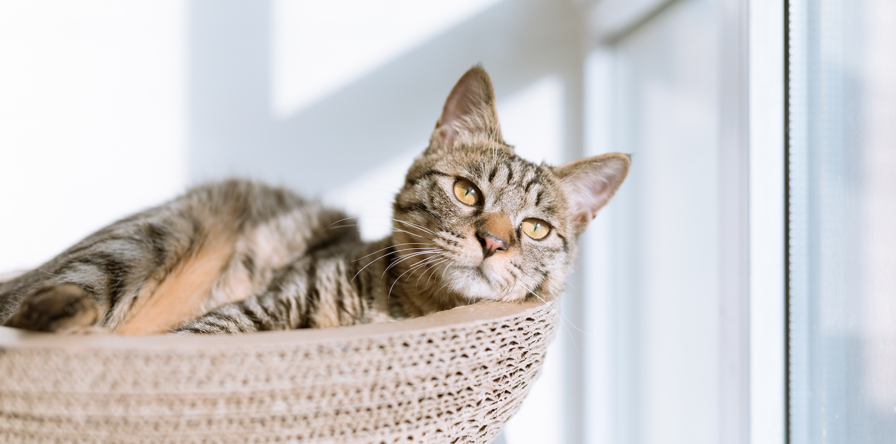 chat heureux appartement