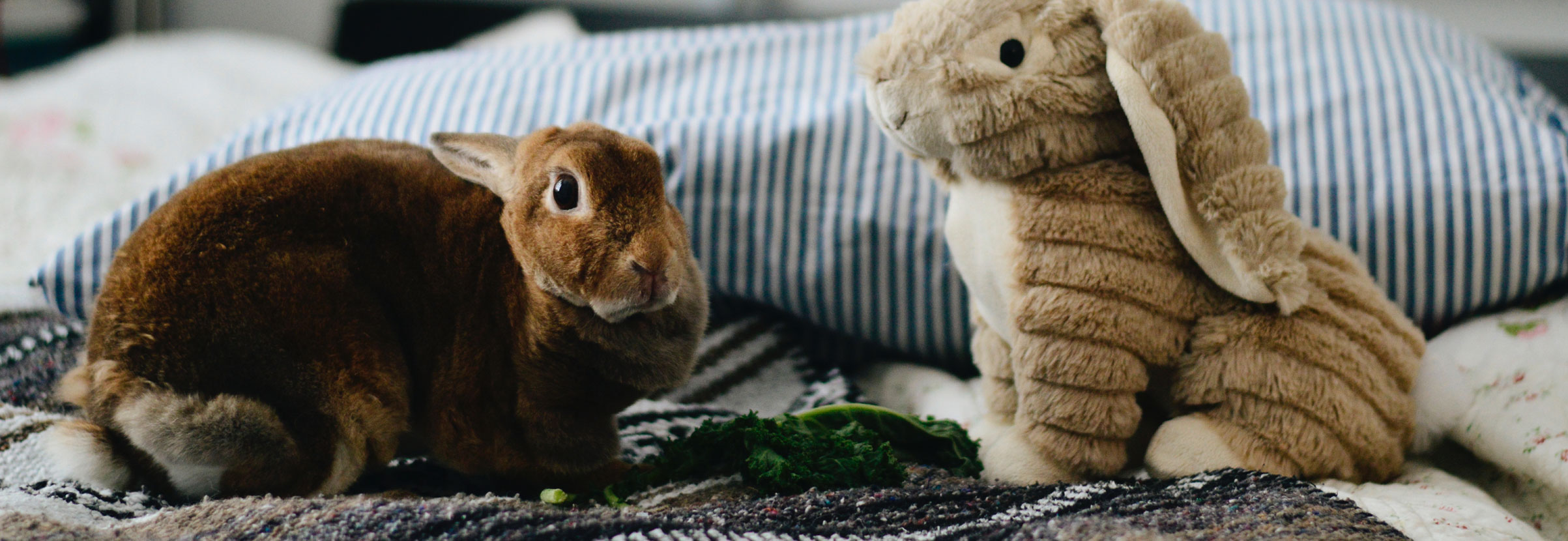 quel jouet pour un lapin