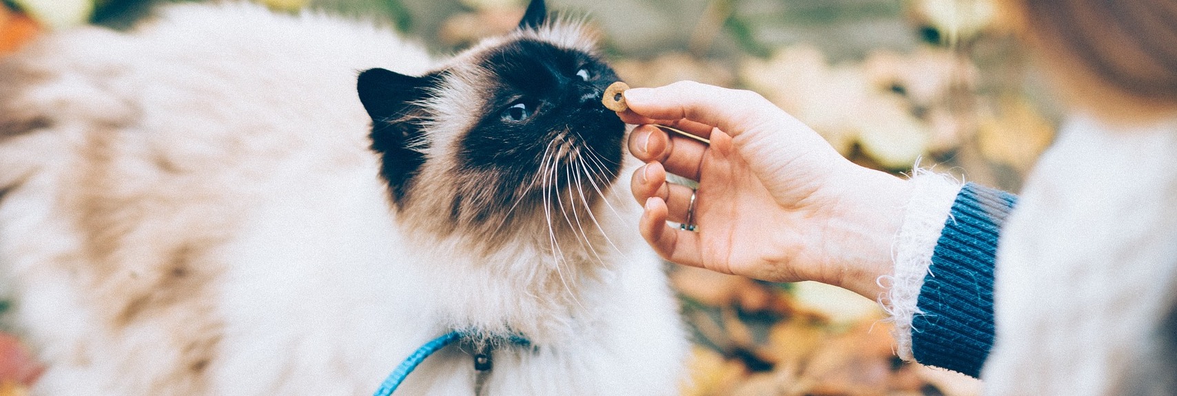 Trouver le meilleur traceur ou collier GPS chat 