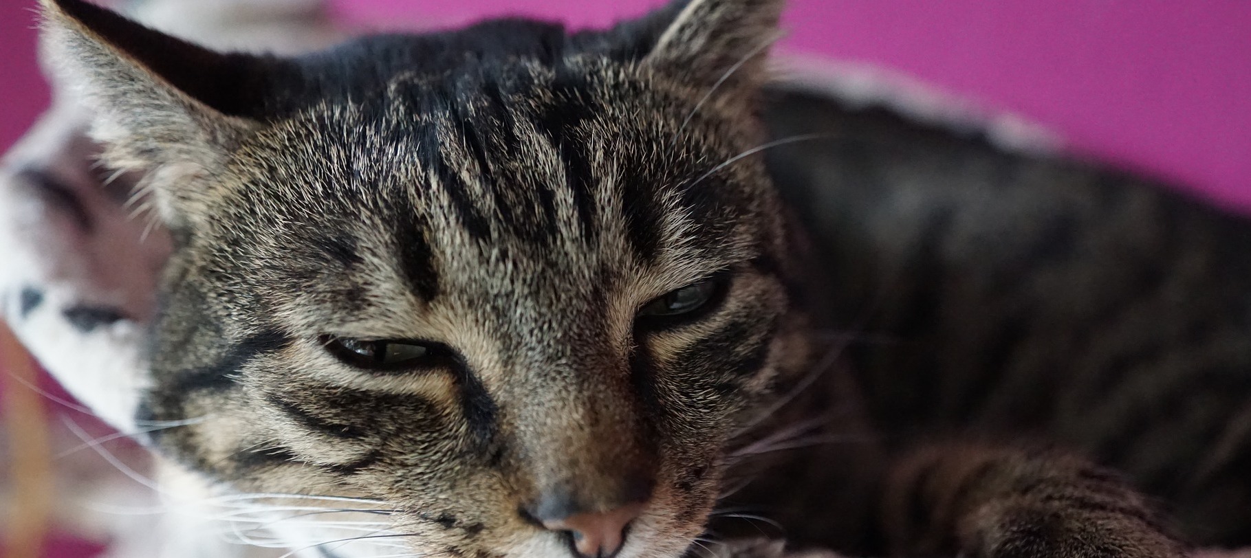 Comment Soigner La Douleur Chez Le Chat Le Fonds Saint Bernard