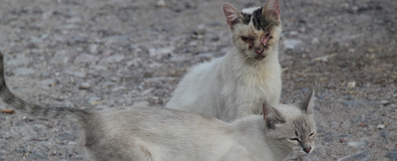 La Pif Chez Le Chat Le Fonds Saint Bernard