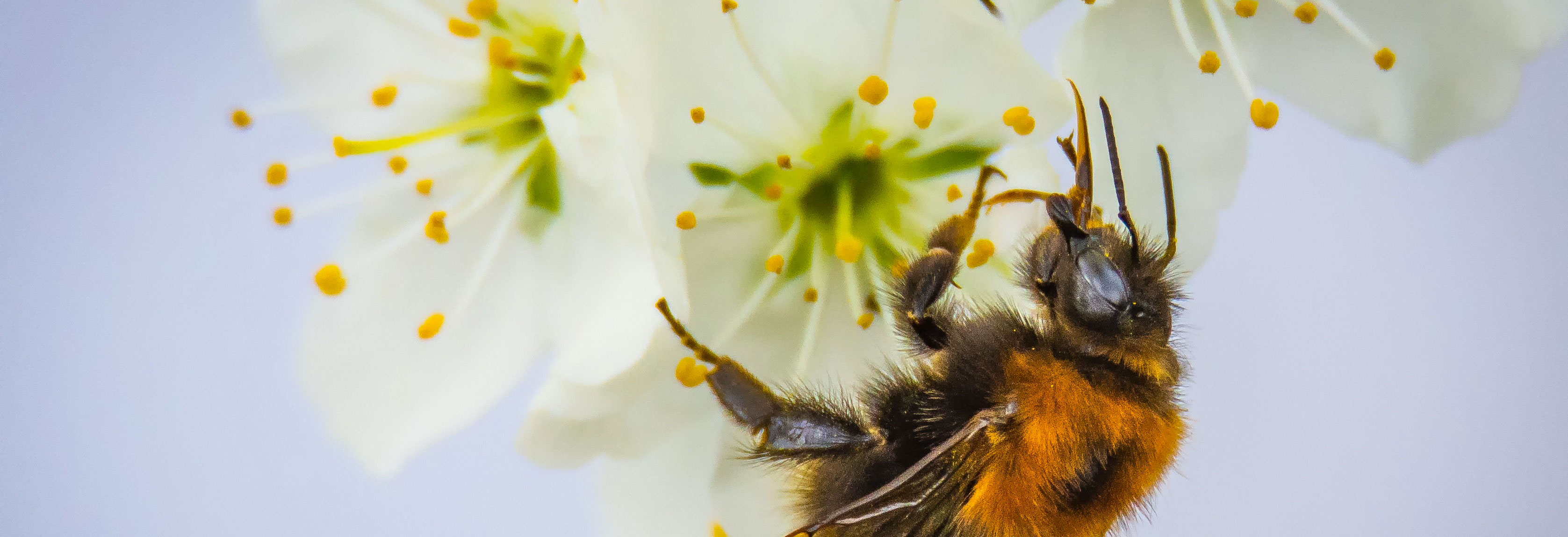 Mon Animal A Ete Pique Par Une Guepe Ou Une Abeille Que Faire Le Fonds Saint Bernard